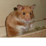 HAMSTERLER