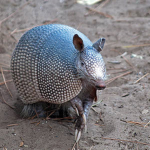 the_armadillos