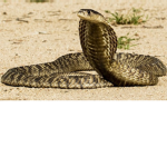 Killer Cobra Games