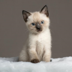 -Mocca-