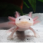 Axolotl gamings