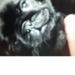 Puggy clan >_<