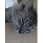 Los gatitos son ermosos