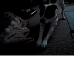 The diggity dogs