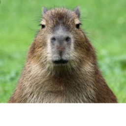 CAPYBARA.