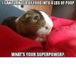 Guinea pig lords