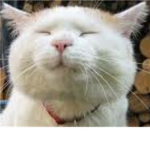 puddy katz