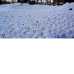 Snow Army Expedition Team