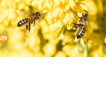 Fasion_Beez