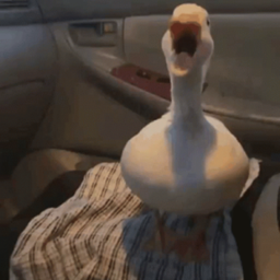 Ducky's DHC