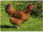 The clan of the chickens