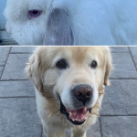 Sugar the bunny and mull my dog