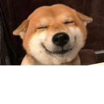 Sunshine Doggo!