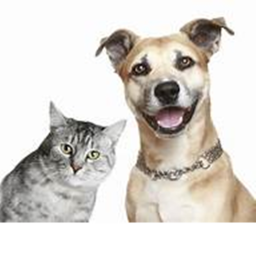 cat & dog fan hangout