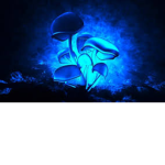 Luminous Productions