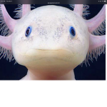 I love this animal