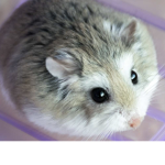 Hamstersbuddys