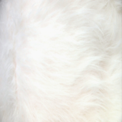 White Roblox decal