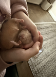 Hamster !!gang!!