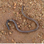 Earthworms_