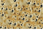 Doge Doge ! Master