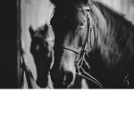 Horse free