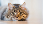 The OFFICIAL Cat Group!