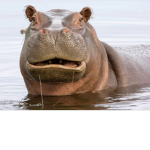 Hippo :)