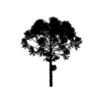 Araucaria