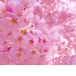 Galactic Blossoms