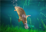Platypus People