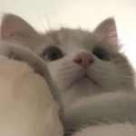 내 영혼