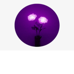 Aesthetic Lavender