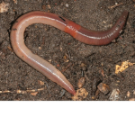 Earthworm United