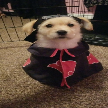 akatsuki dog Roblox decal