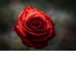 Red R0ses