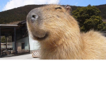 capybara enjoyers....