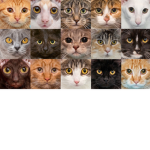 Cats cool meow