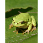 Frog Developers
