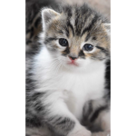 Kawaii cat <3