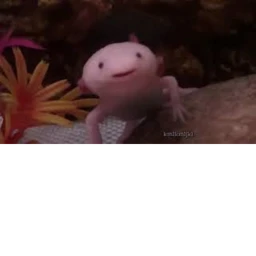 The Axolotl Song icon