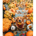 DogBoo