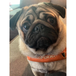 Roblox Pug are the best Clothing Goup