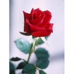 The Rose Dance Academy :D