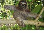 Official Sloth Appreciation Group!