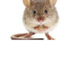 MouseStudios