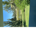 Olivado