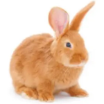 Bunny Texas