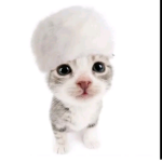 [~Cats group! <3~]