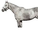 Evergreen equine center